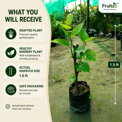 Long Mulberry Grafted Plant  for Home & Terrace Gardening