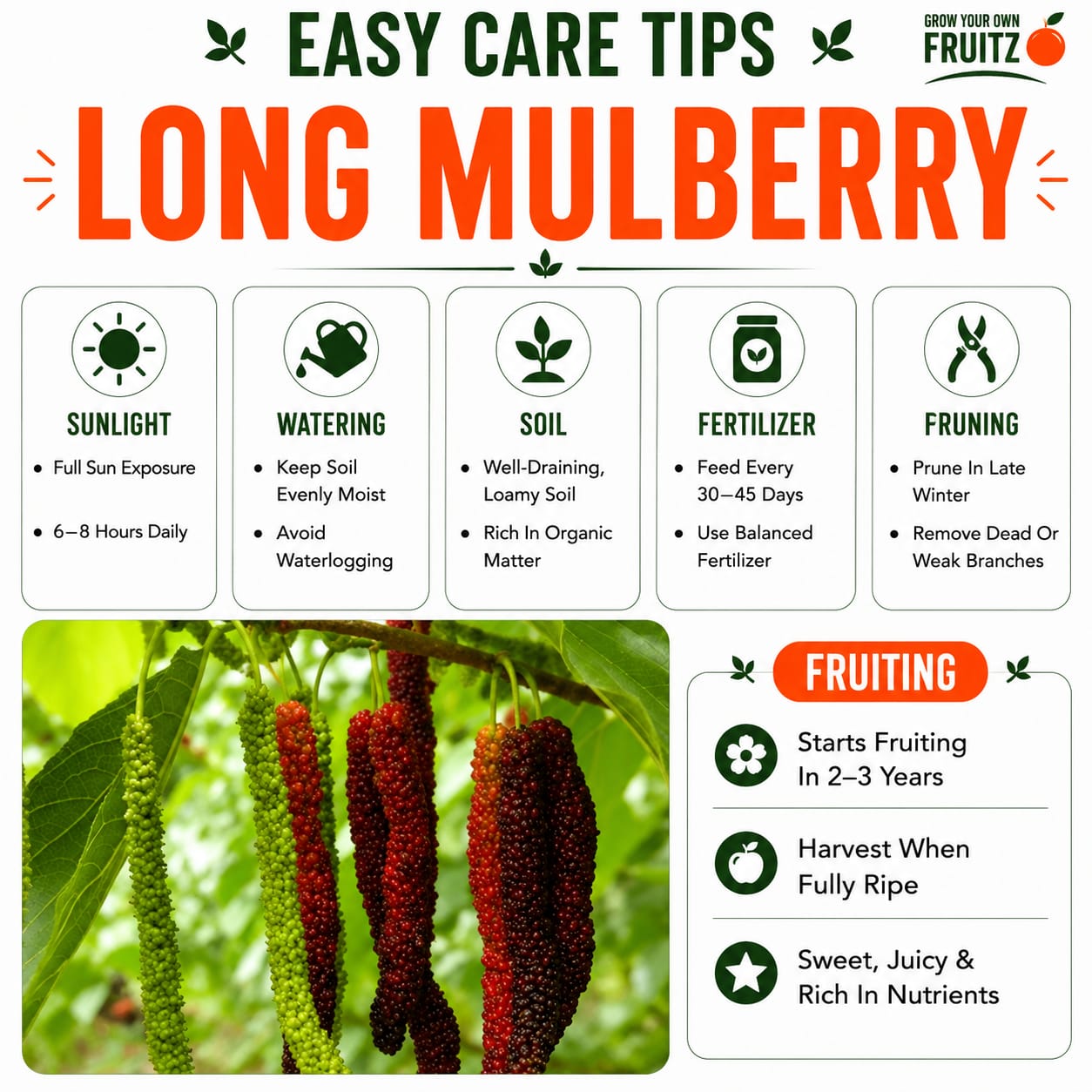 Long Mulberry Grafted Plant  for Home & Terrace Gardening