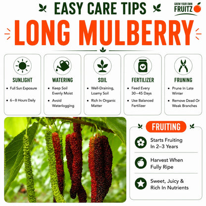 Long Mulberry Grafted Plant  for Home & Terrace Gardening