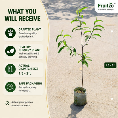 Premium Hybrid Sweet Peach Live Plant (Prunus persica) for Home & Terrace Gardening