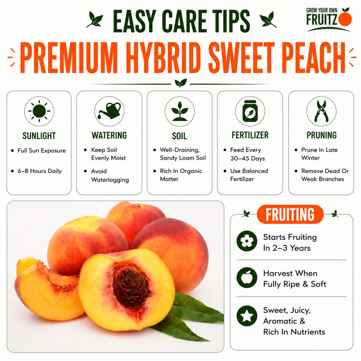 Premium Hybrid Sweet Peach Live Plant (Prunus persica) for Home & Terrace Gardening