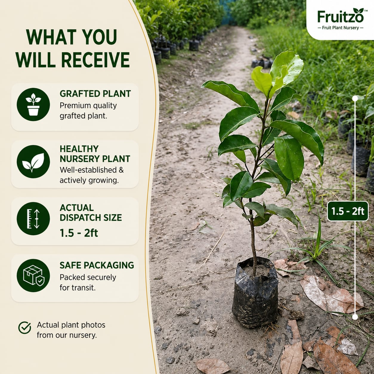 Premium Hybrid Pear (Naspati) Grafted Plant