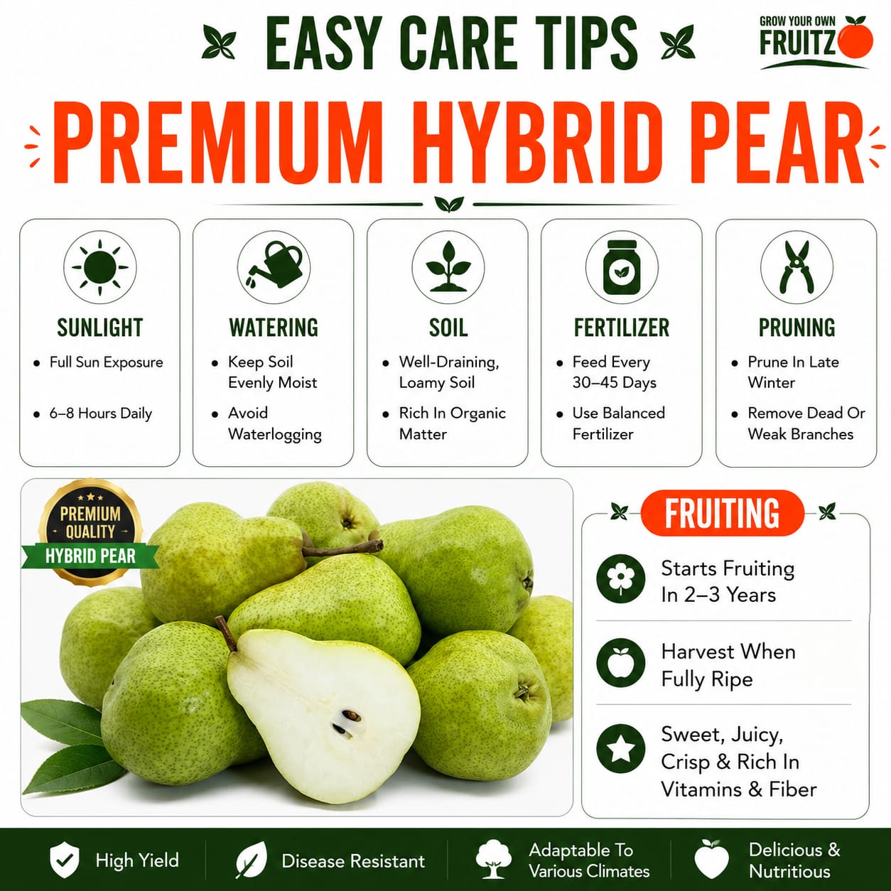 Premium Hybrid Pear (Naspati) Grafted Plant