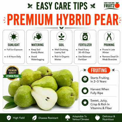 Premium Hybrid Pear (Naspati) Grafted Plant