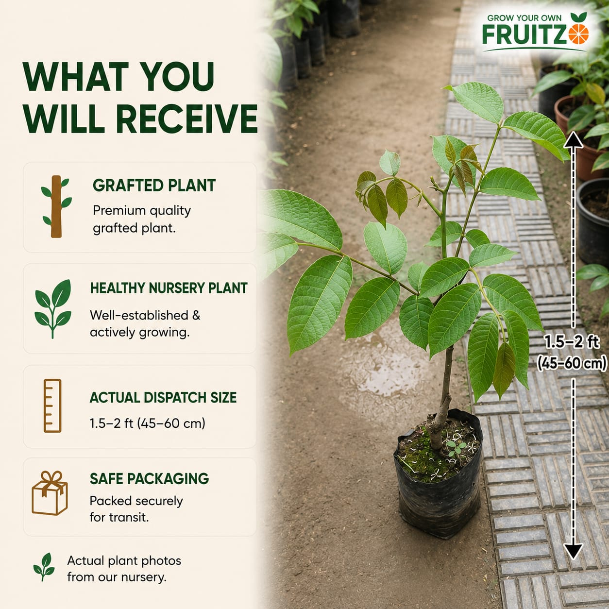 Walnut Grafted plants 1.5-2 Feet  for Home & Terrace Gardening