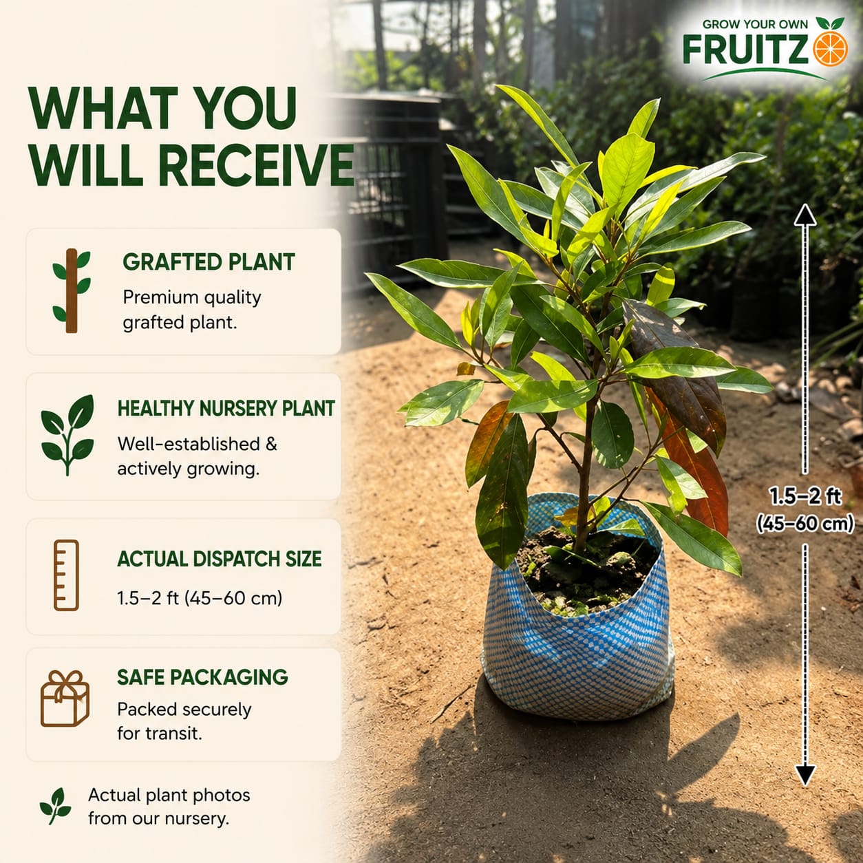 Sweet Olive Grafted Plant for Home & Terrace Gardening