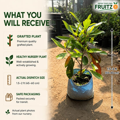 Sweet Olive Grafted Plant for Home & Terrace Gardening