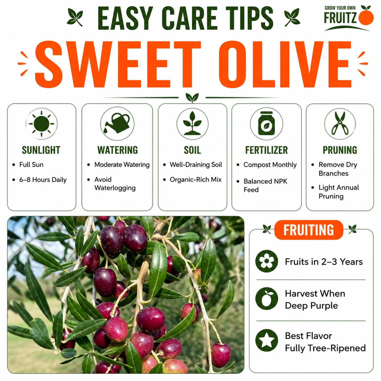 Sweet Olive Grafted Plant for Home & Terrace Gardening
