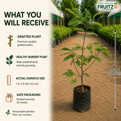 Red Sweet Imli Fruit Plant (Grafted)  for Home & Terrace Gardening