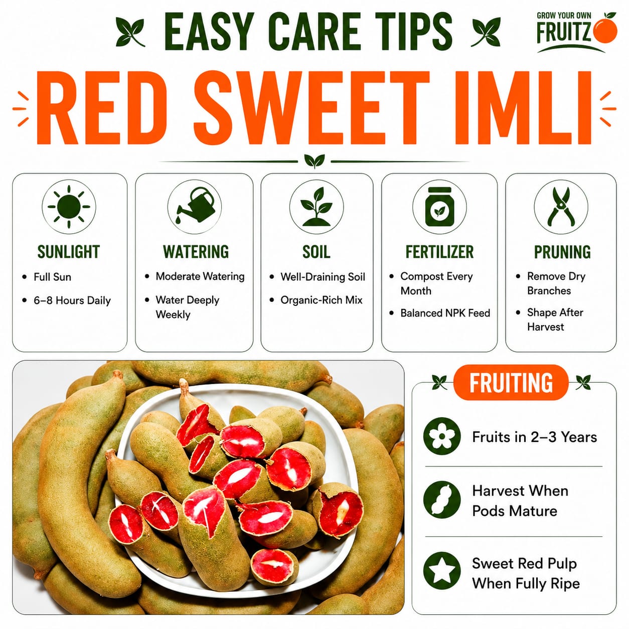 Red Sweet Imli Fruit Plant (Grafted)  for Home & Terrace Gardening