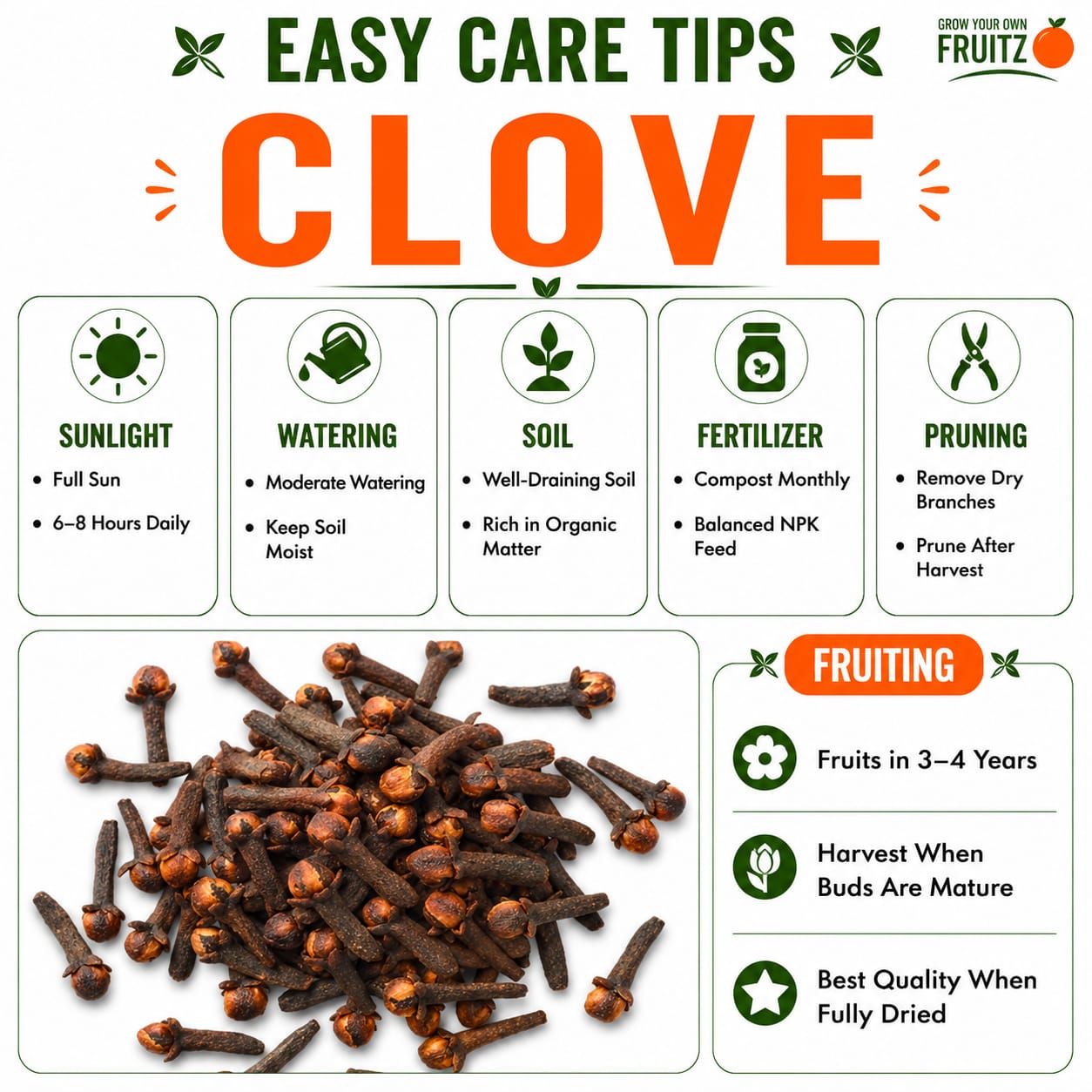 Clove Plant for Home & Terrace Gardening  (Lobongo)