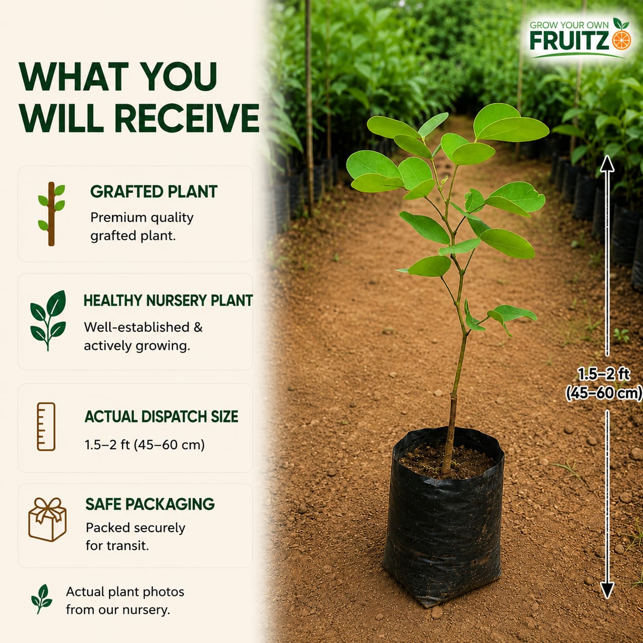 Red Sandalwood Plant  for Home & Terrace Gardening