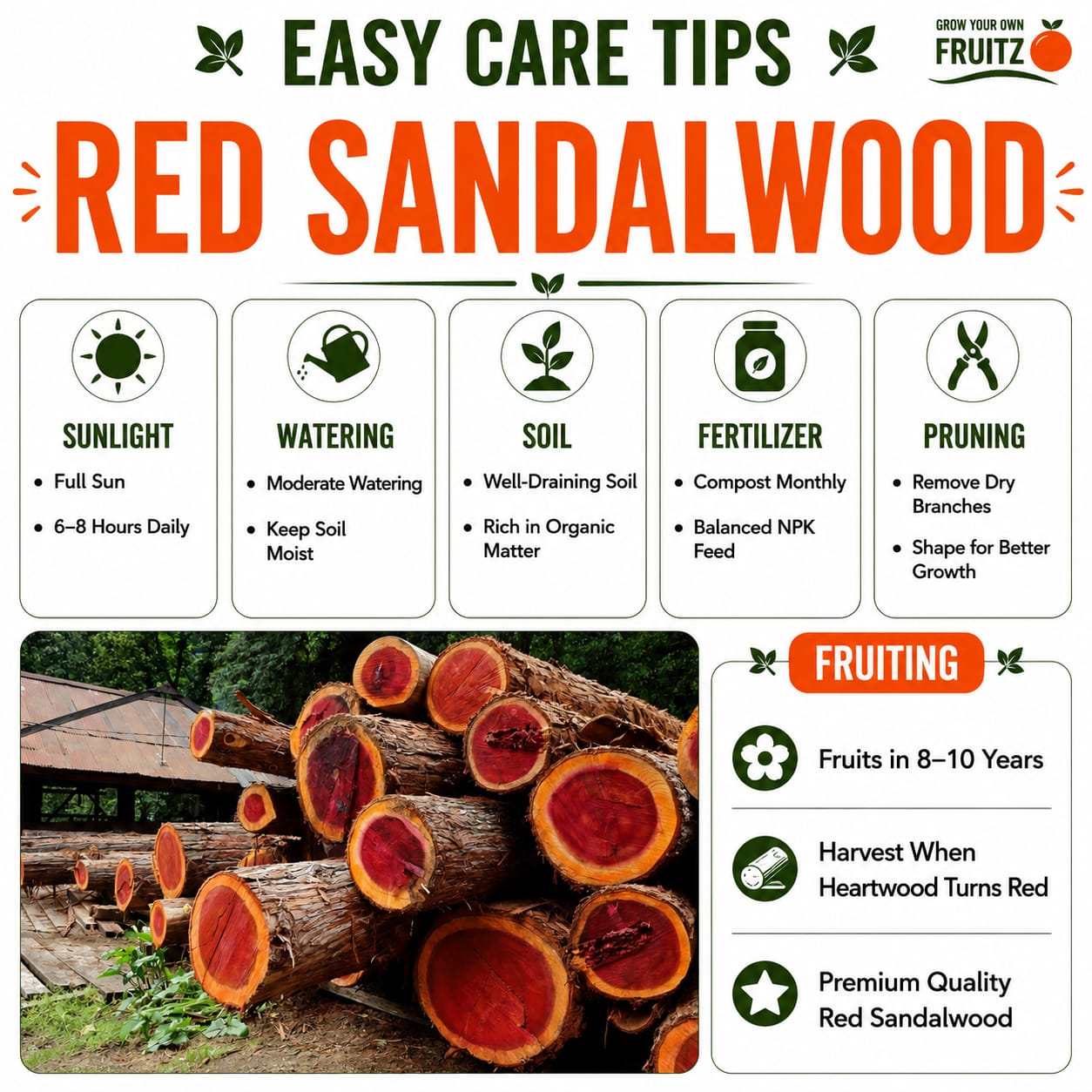 Red Sandalwood Plant  for Home & Terrace Gardening