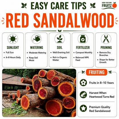 Red Sandalwood Plant  for Home & Terrace Gardening