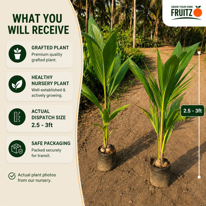 Chandra Laksha coconut plants 2.5-3Feet for Home & Terrace Gardening