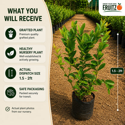 Sweet Karamcha Plant (Grafted) for Home & Terrace Gardening