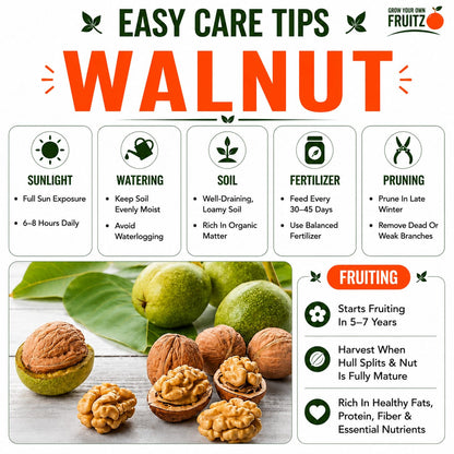 Walnut Grafted plants 1.5-2 Feet  for Home & Terrace Gardening