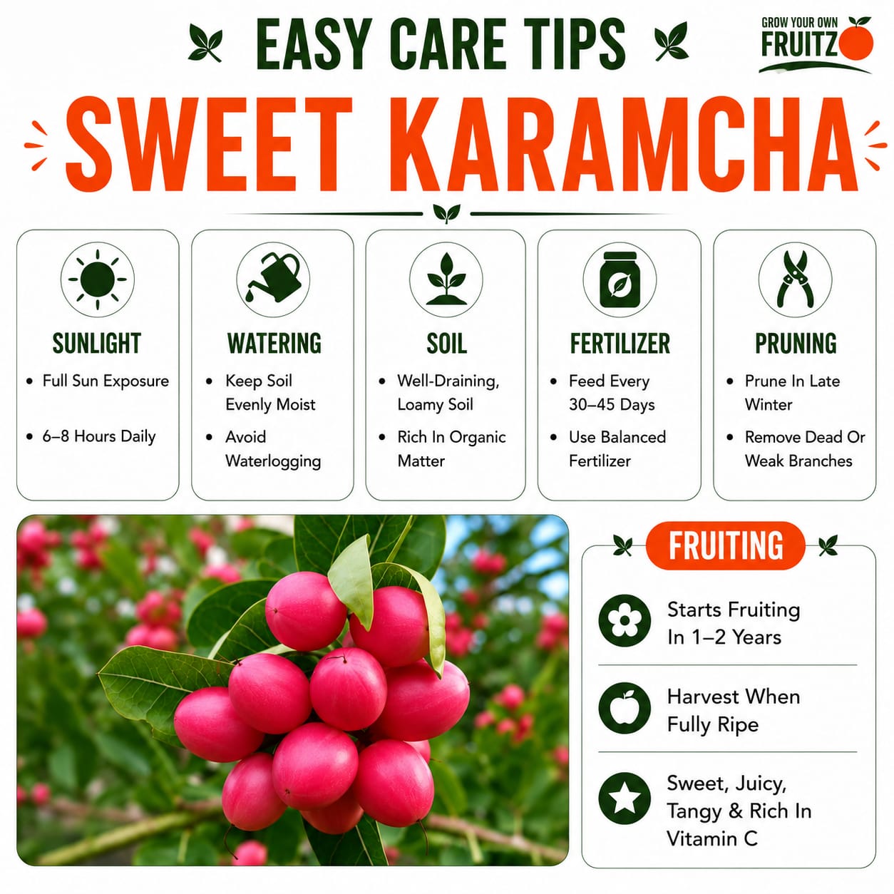 Sweet Karamcha Plant (Grafted) for Home & Terrace Gardening