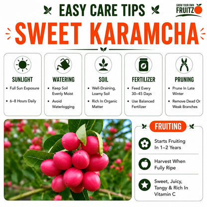 Sweet Karamcha Plant (Grafted) for Home & Terrace Gardening