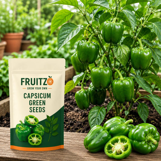 Capsicum Green Seeds for Home & Terrace Gardening