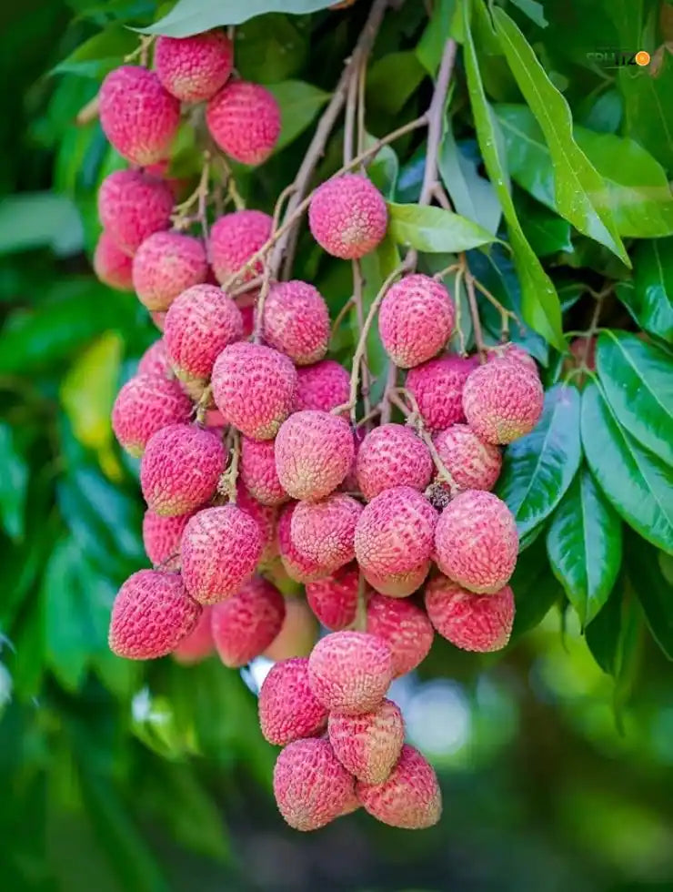 Bombai Litchi Grafted Fruit Plant 1 - 2 Feet For Home And Terrace Garden.