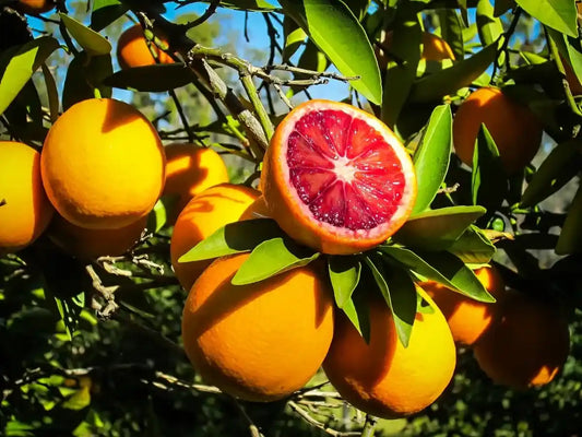 Moro Blood Orange Grafted Fruit Plant for Home & Terrace Gardening