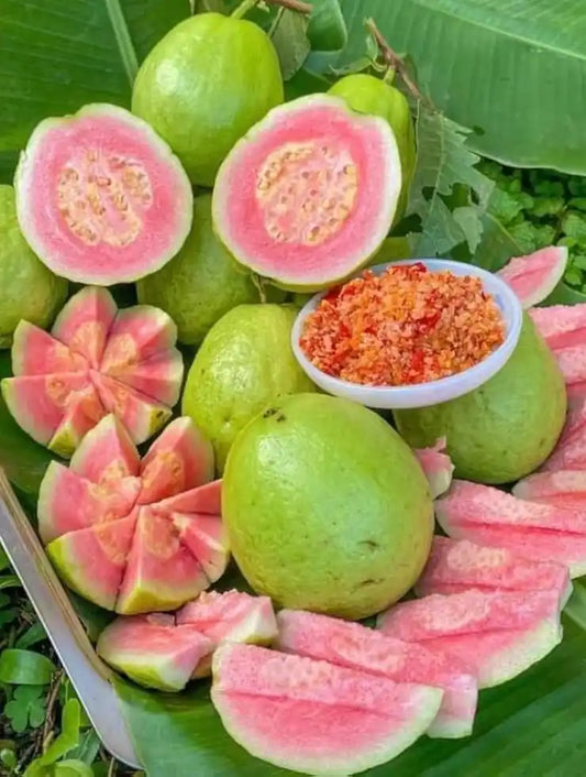 Taiwan Pink Guava Grafted Plant  For Home & Terrace Gardening