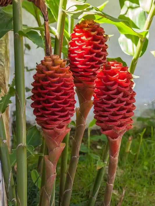 Shampoo Ginger Lily Live Flowering Plant  for Home & Terrace Gardening