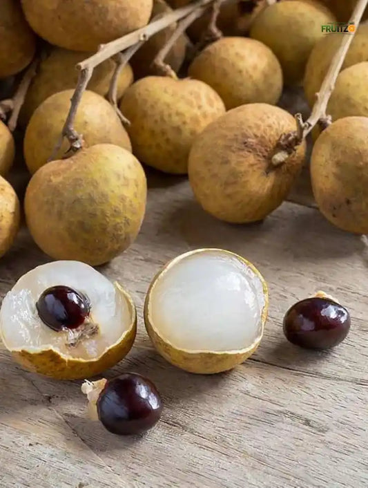 All-Time Longon Grafted Fruit Plant for Home & Terrace Gardening