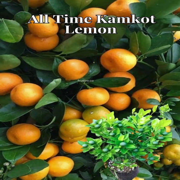 All Time Kamkot Lemon Grafted Plant For Home | Terrace Garden