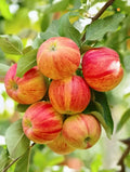 Anna Apple Plant Original Grafted Variety for Warm Climate Gardening (1.5'-2'ft)