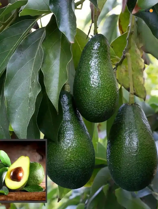 Avocado Grafted Fruit Plant  for Home & Terrace Gardening