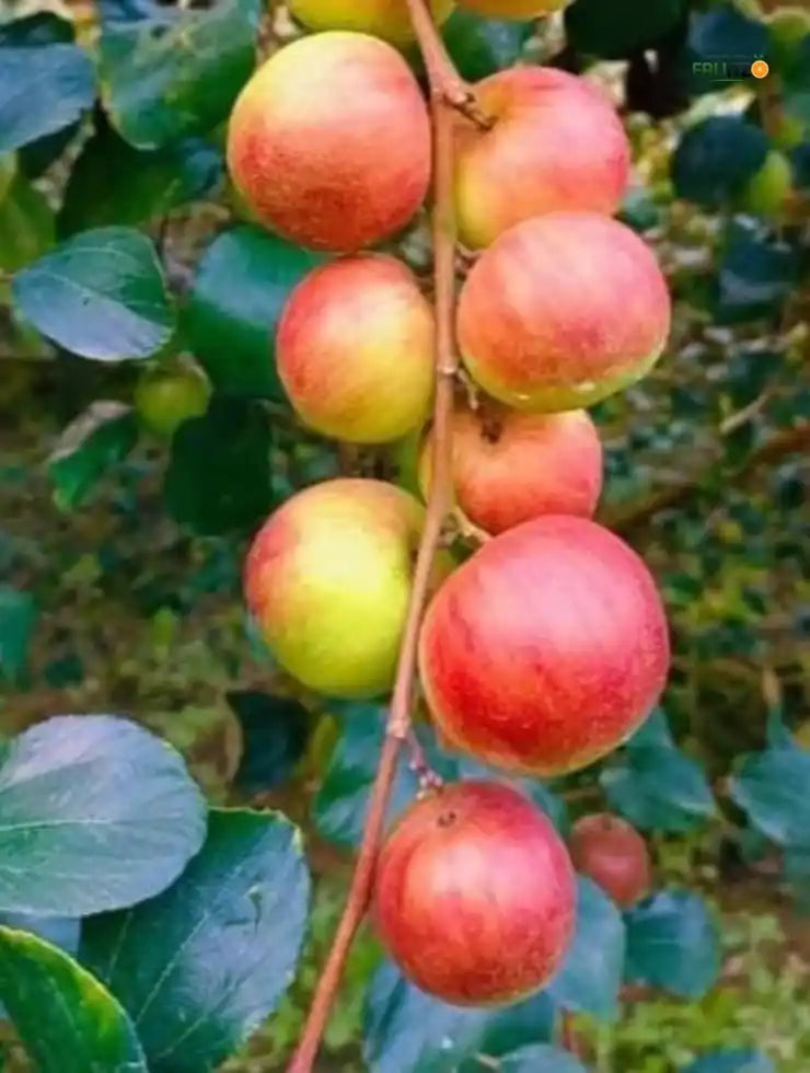 Ball Sundari Apple Ber Grafted Plant 1 Feet For Terrace And Home Gardening