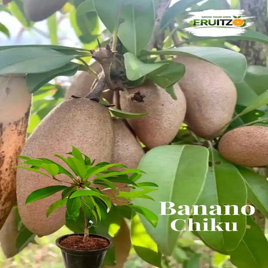Banana Chiku Grafted Hybrid Plant Perfect for Home & Terrace Gardening