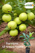 Baruipur Guava