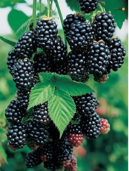 Black Berry Grafted Fruit Plant  for Home & Terrace Gardening
