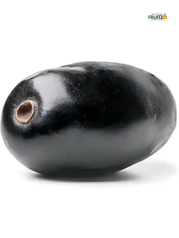 All Time Black Jamun KG-10 plant  for Home & Terrace Gardening