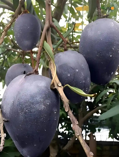 Black Stone Mango Grafted plant For Home & Terrace Gardening