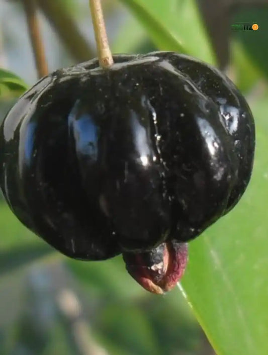 Black Surinam Cherry Grafted Plant For Home And Terrace Garden