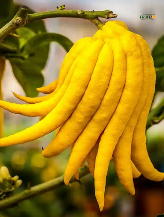 Buddhas Hand / Five Finger Orange Citrus Grafted fruit Plant  for Home & Terrace Gardening
