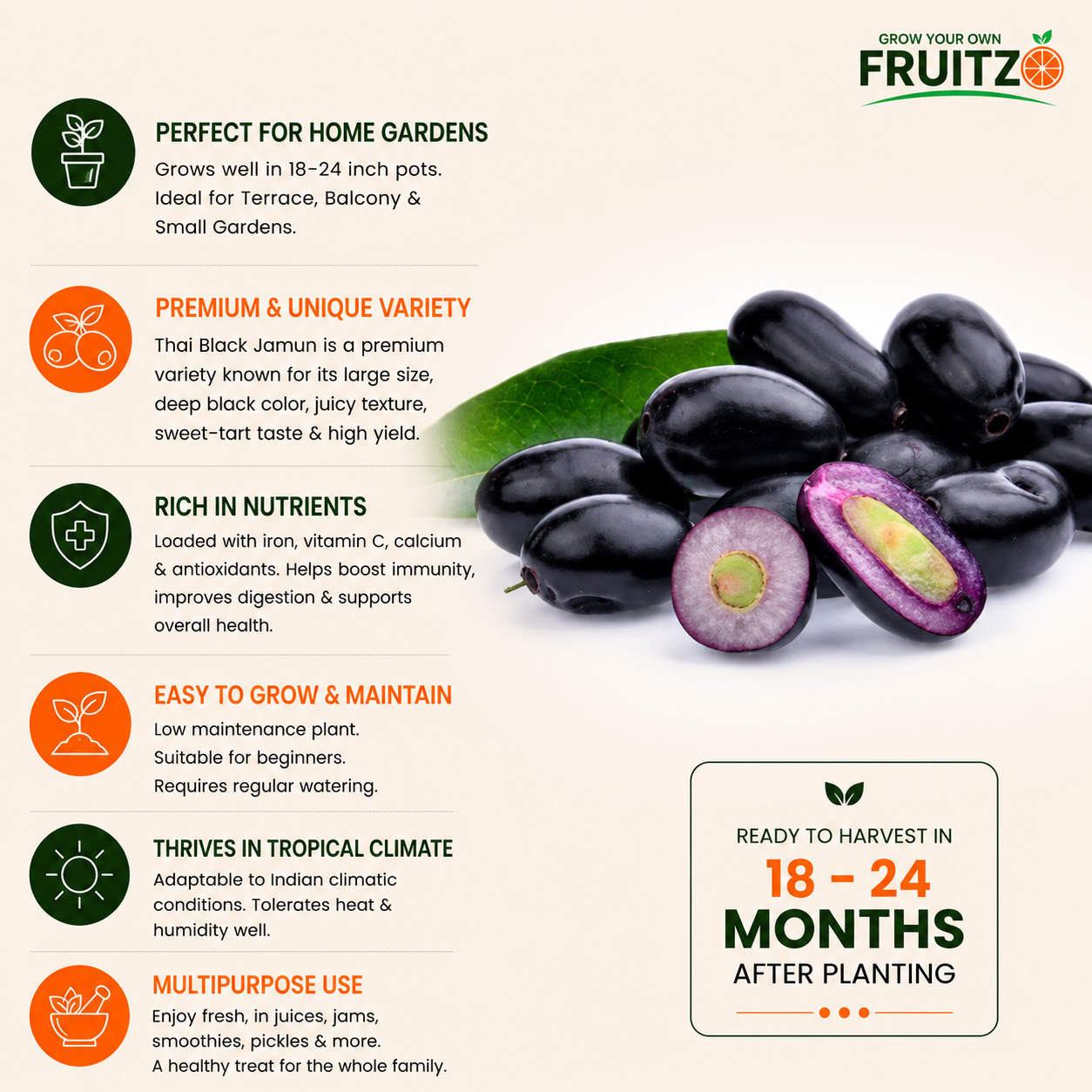 Thai Black Jamun Grafted Plant For Home Garden