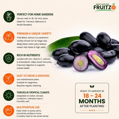 Thai Black Jamun Grafted Plant For Home Garden