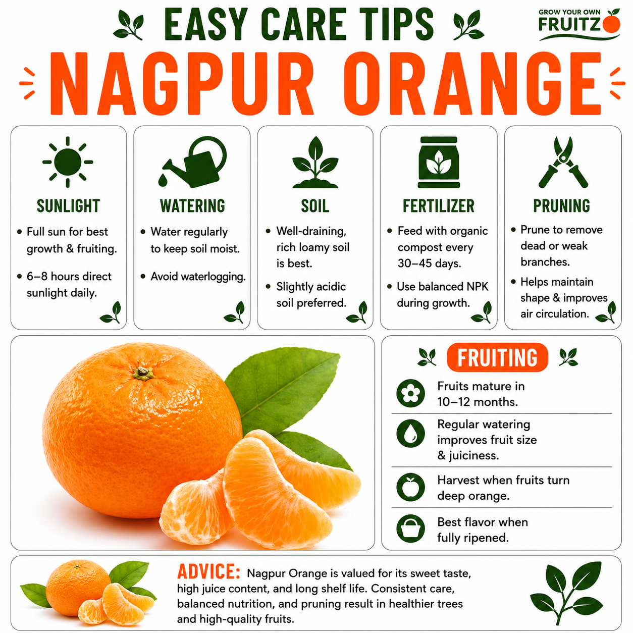 Nagpur Orange Grafted Plant 1.5-2 Feet for Indian Homes and Gardens