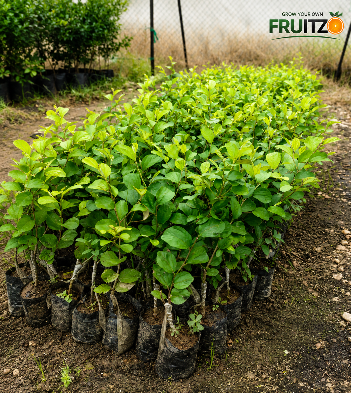 Red Kashmiri Apple Ber Grafted Plant 1 Feet  Perfect for Home Gardens