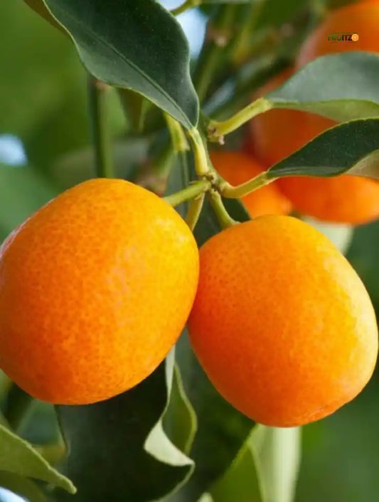 Calabrese Oval Orange Grafted Plant for Home & Terrace Gardening