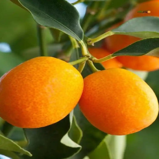 Calabrese Oval Orange Grafted Plant for Home & Terrace Gardening