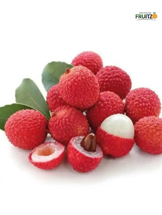 China 3" litchi Grafted plantfor Home & Terrace Gardening