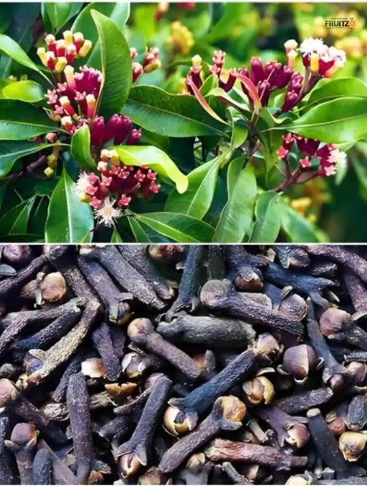 Clove Plant for Home & Terrace Gardening  (Lobongo)