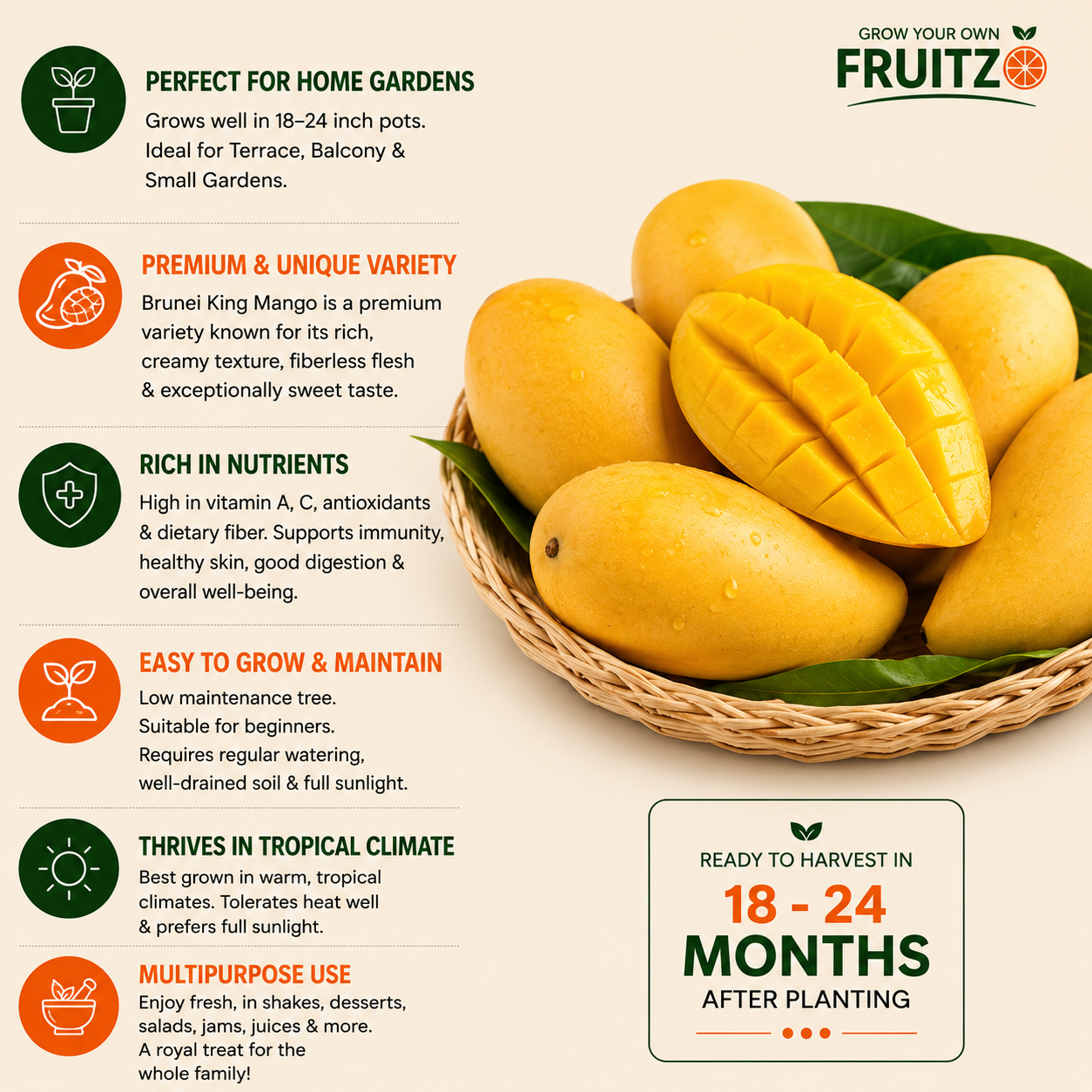 Brunei King Mango Grafted Live Plant for Home & Terrace Gardening