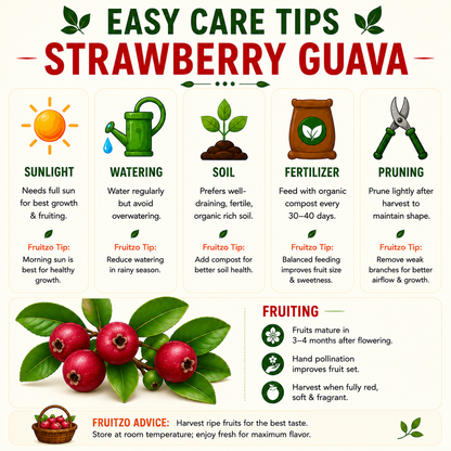 Strawberry Guava – A Perfect grafted Fruit PlantFor Home & Terrace Gardening